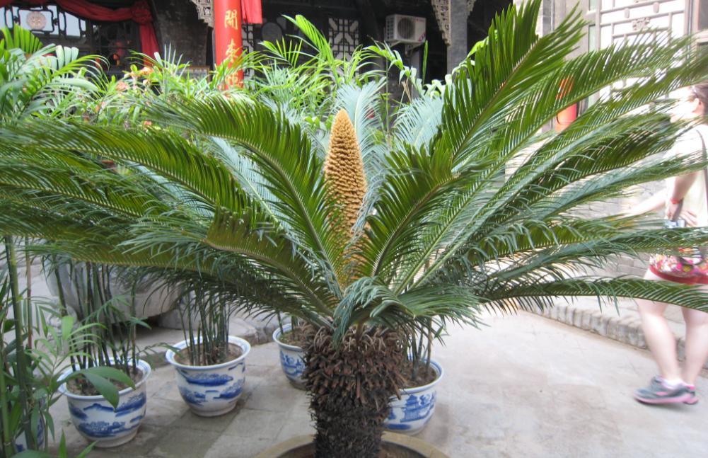 铁树真的需要千年才能开花吗,铁树开花后千年难遇吗