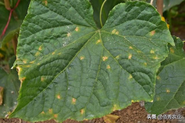 黄瓜种植病虫害怎样防治,黄瓜病虫害的综合防治方法