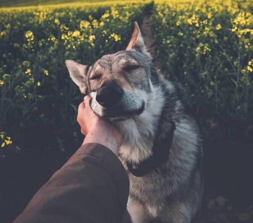 这6种狗已经被公布禁养,最不能养的十种狗白送你都不要