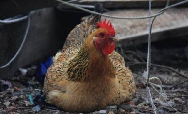 母鸡抱窝会有什么表现,母鸡总是抱窝怎么办