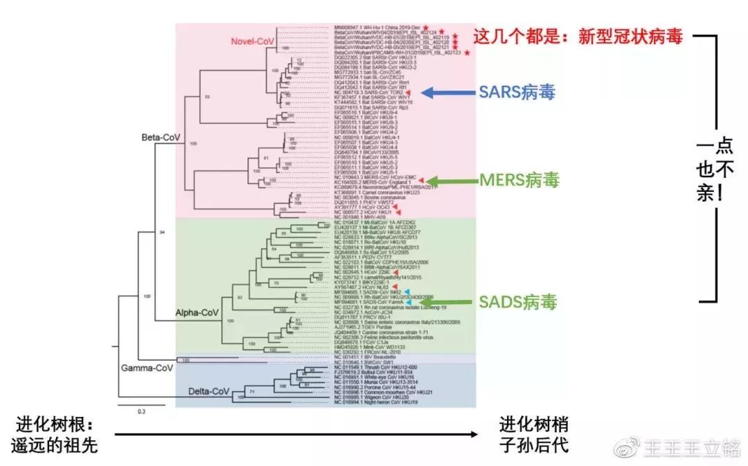 新型冠状病毒是谁传过来的,冠状病毒是科学家弄出来的吗