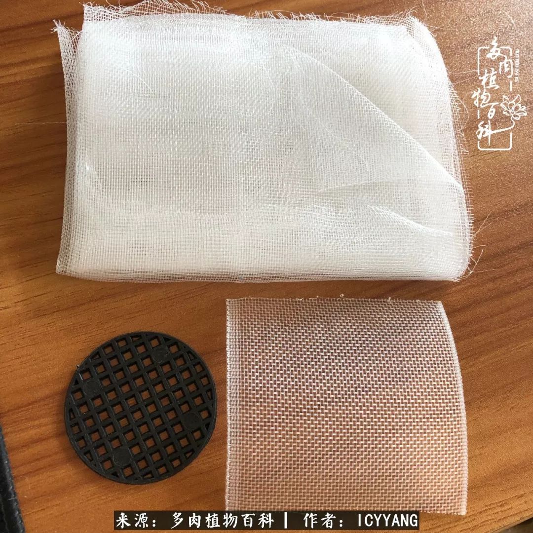 室内阳台多肉的养护方法,景天多肉养护