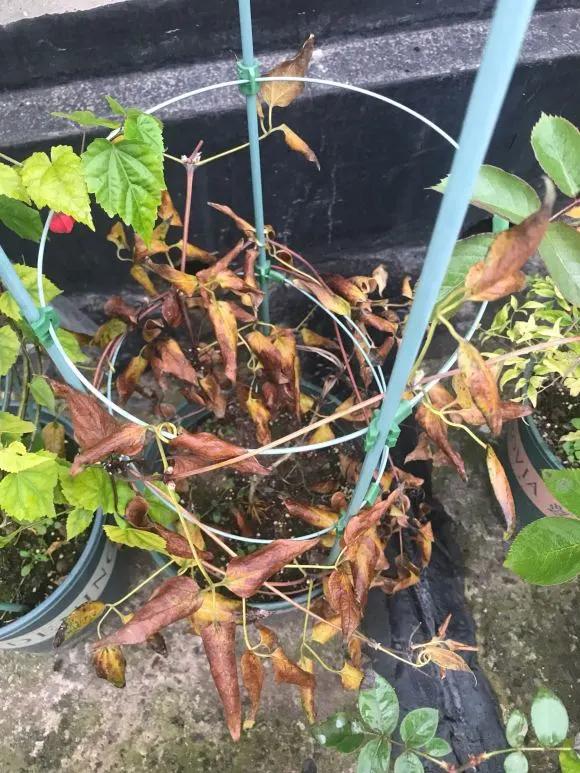 5种花随便养都能活,5种花叶子不能喷水一喷就全烂了