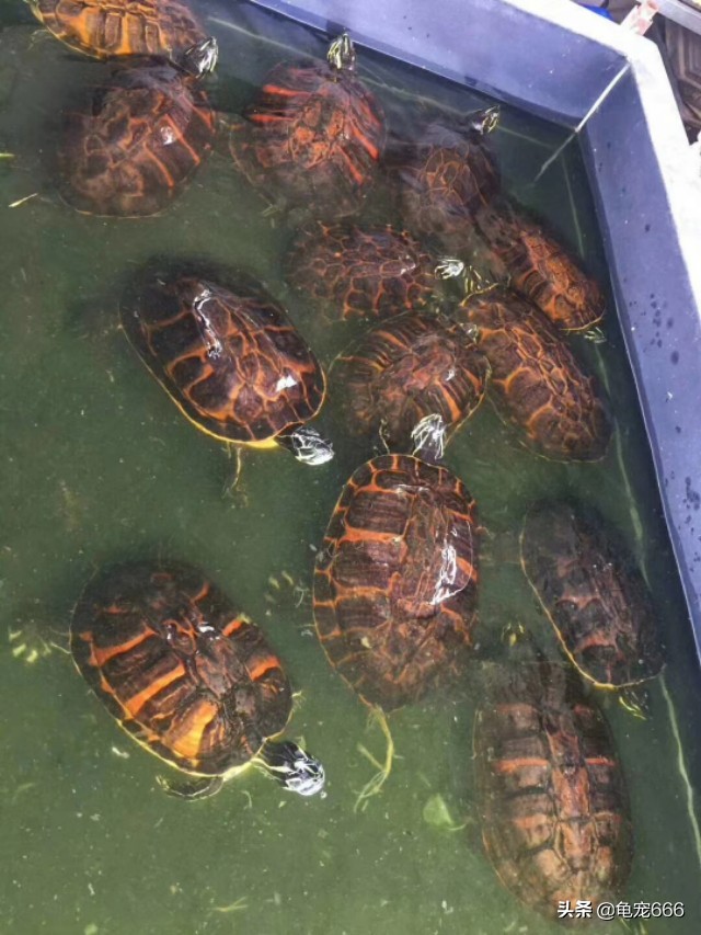 乌龟腐皮腐甲用什么草药,怎样预防乌龟腐皮腐甲