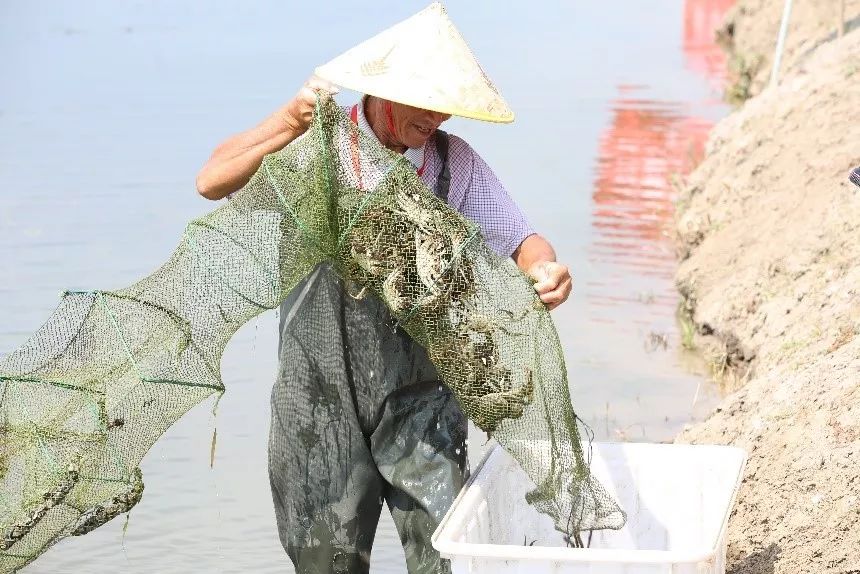 给阳澄湖大闸蟹“贴牌”的神秘小镇，夏天养螃蟹，冬天戴金链买房