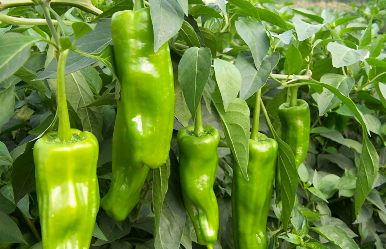 杈ｆ鐑傛牴鏋鎬庝箞鏁戞不,杈ｆ鏋鐑傛牴