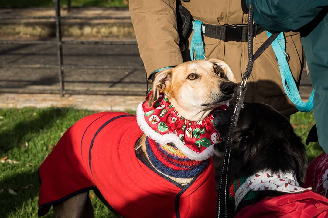 养宠物人得了寄生虫,养宠物人得皮肤病