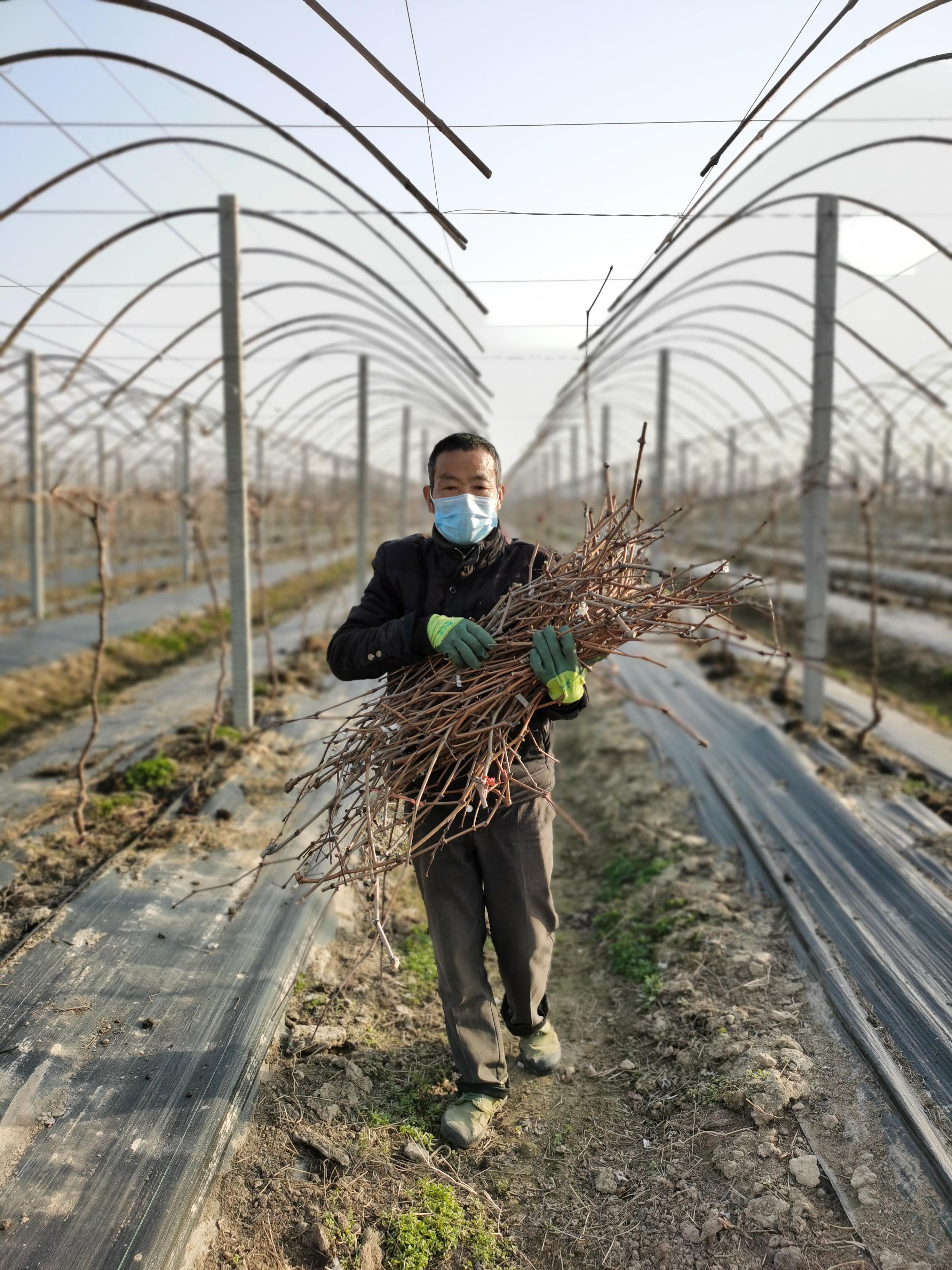 战疫情保春耕预防倒春寒,战疫情保春耕生产