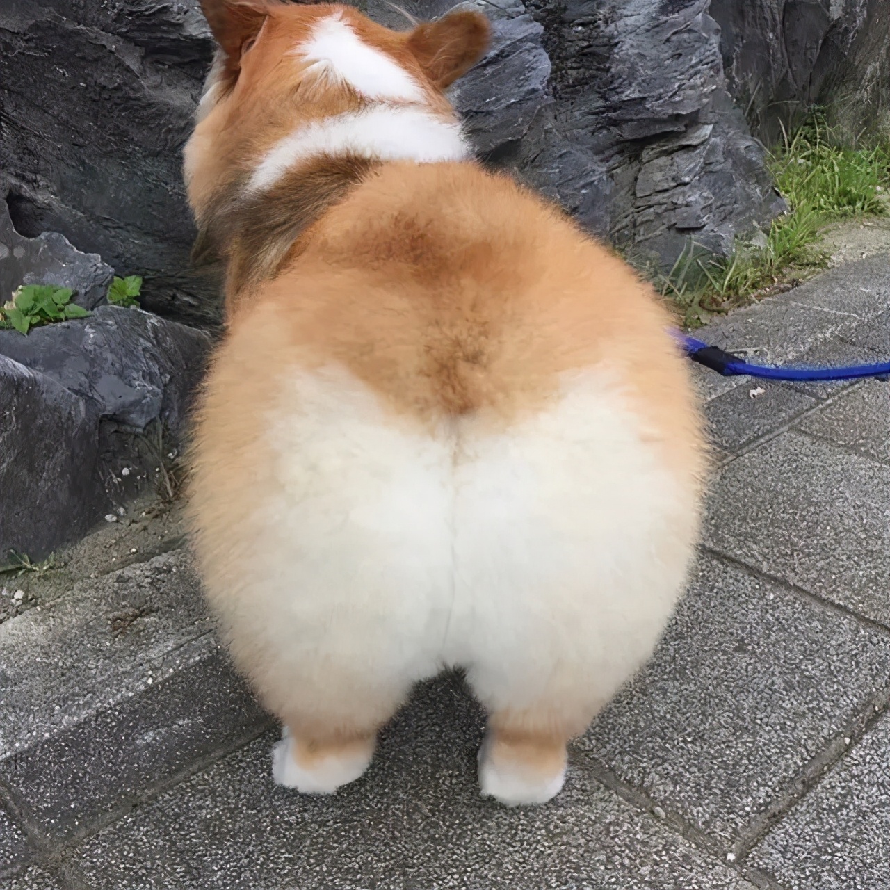 哈哈哈哈哈我笑到我家的狗偷开邻居家的车送我去精神病院