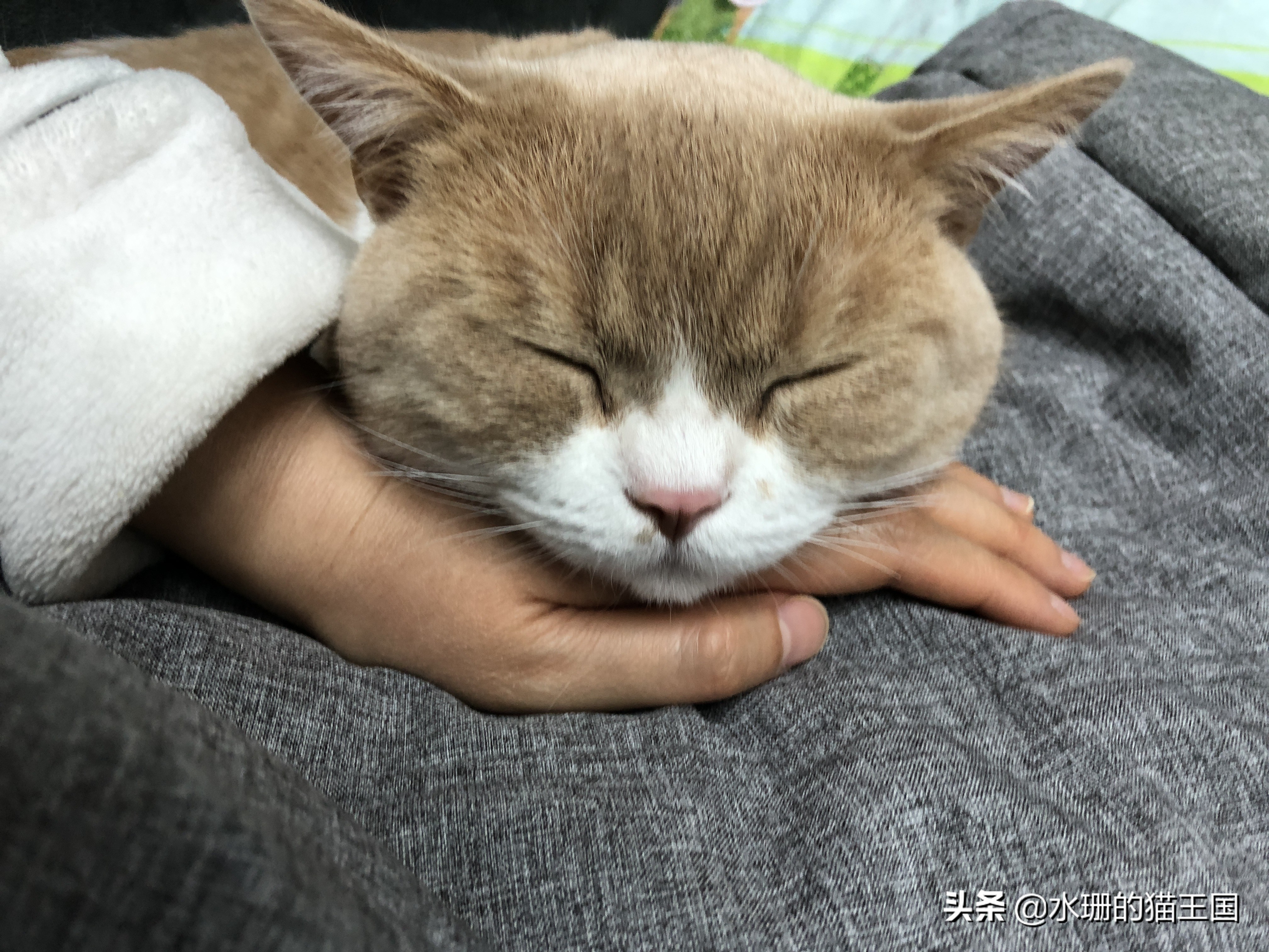 猫咪吃药口吐白沫,还难吃的哭了,到底怎么给猫喂药?正解在此