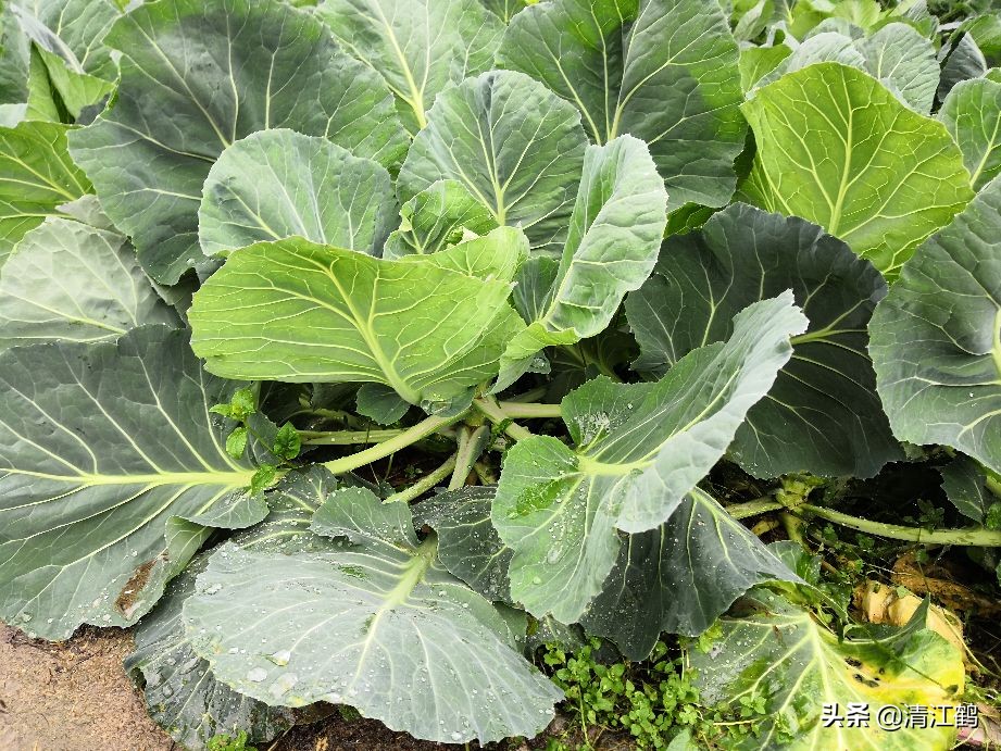 蜗牛吃菜用什么药消灭它,蔬菜上蜗牛用什么药才能杀灭