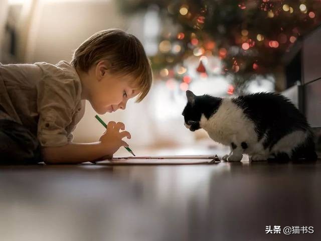 宠物为什么叫宝宝,宠物知道什么是死亡吗