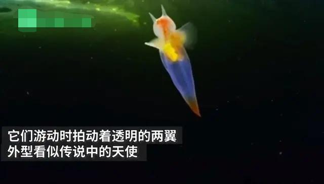 俄潜水员发现“海蝴蝶”，浑身透明如同精灵，嘴里可伸出6条触角