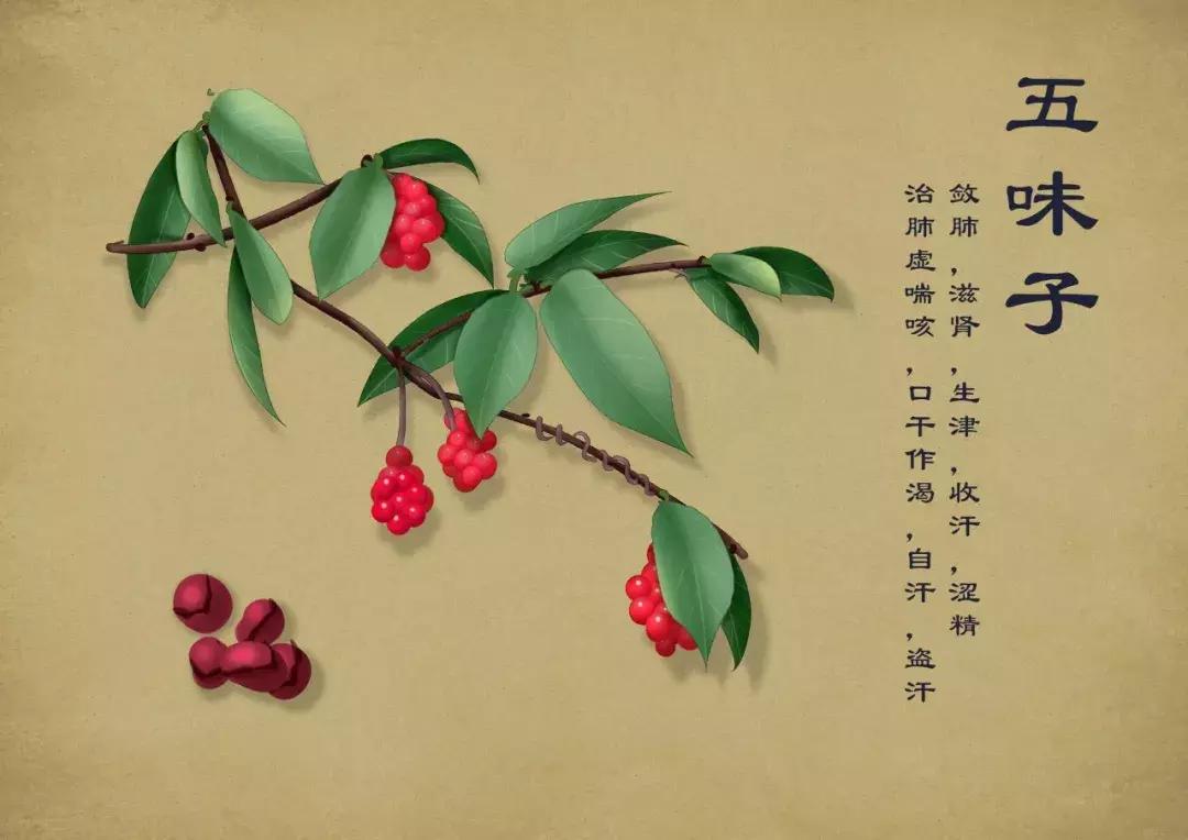 手绘中草药图片大全及功效,13岁男生手绘中草药图走红