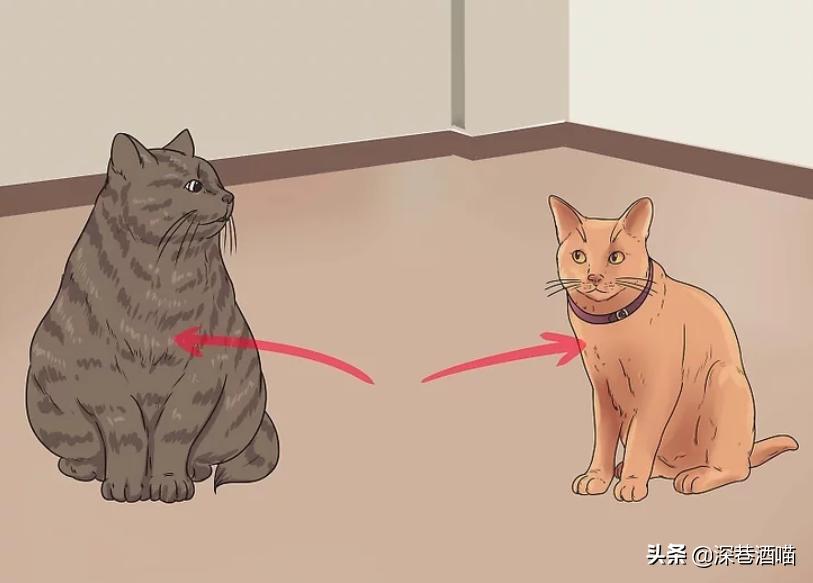 猫咪原住民和新猫如何快速相处,原宿猫如何接收新猫