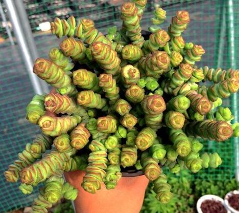 多肉火祭徒长可以不砍头么,多肉钱串子砍头怎么操作