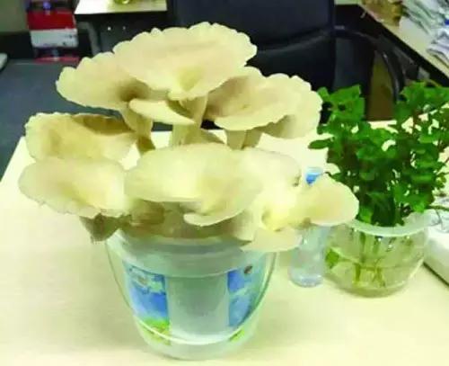 教你种蘑菇视频,在家种蘑菇的小方法