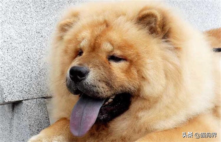 松狮犬断奶后喂多少狗粮,刚刚断奶狗不吃东西没精神怎么办