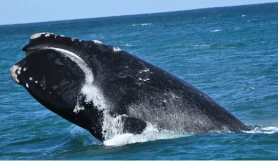 「求真」消费吓退国人的澳大利亚,竟然适合春节旅行?