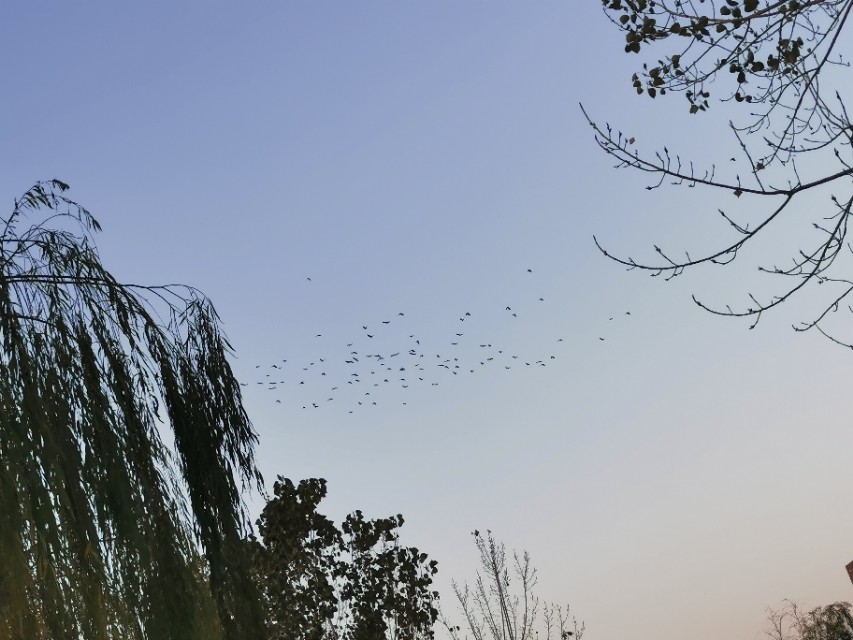 最近养猪场的非瘟情况,养猪场在此次疫情中是否有变化