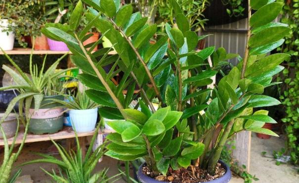 养金钱树小苗怎么施肥,养金钱树防烂根黄叶