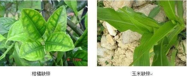 作物缺素口诀,作物营养缺素诊断与科学施肥
