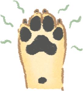 养狗10年才知道狗狗的3种居家检查,养狗的10大疾病解决方法