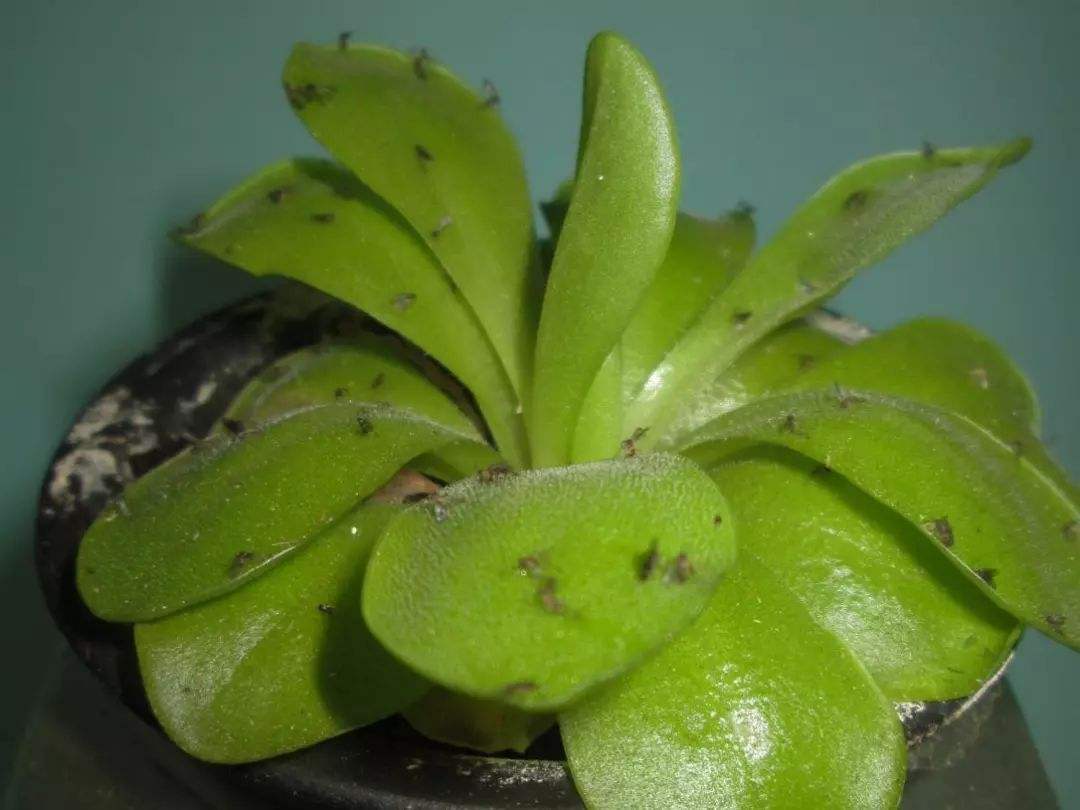 盘点养花中10大虫害,养花一定要认识的7种病虫害