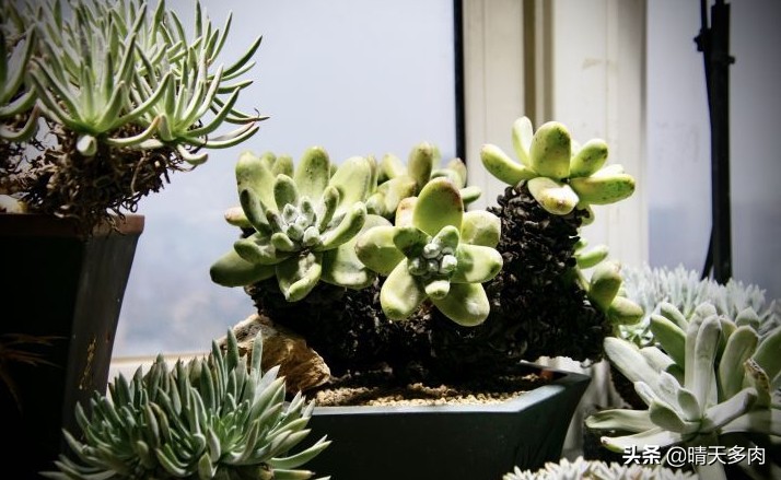 你看花如雪如霜白璧无瑕——多肉仙女杯大集合