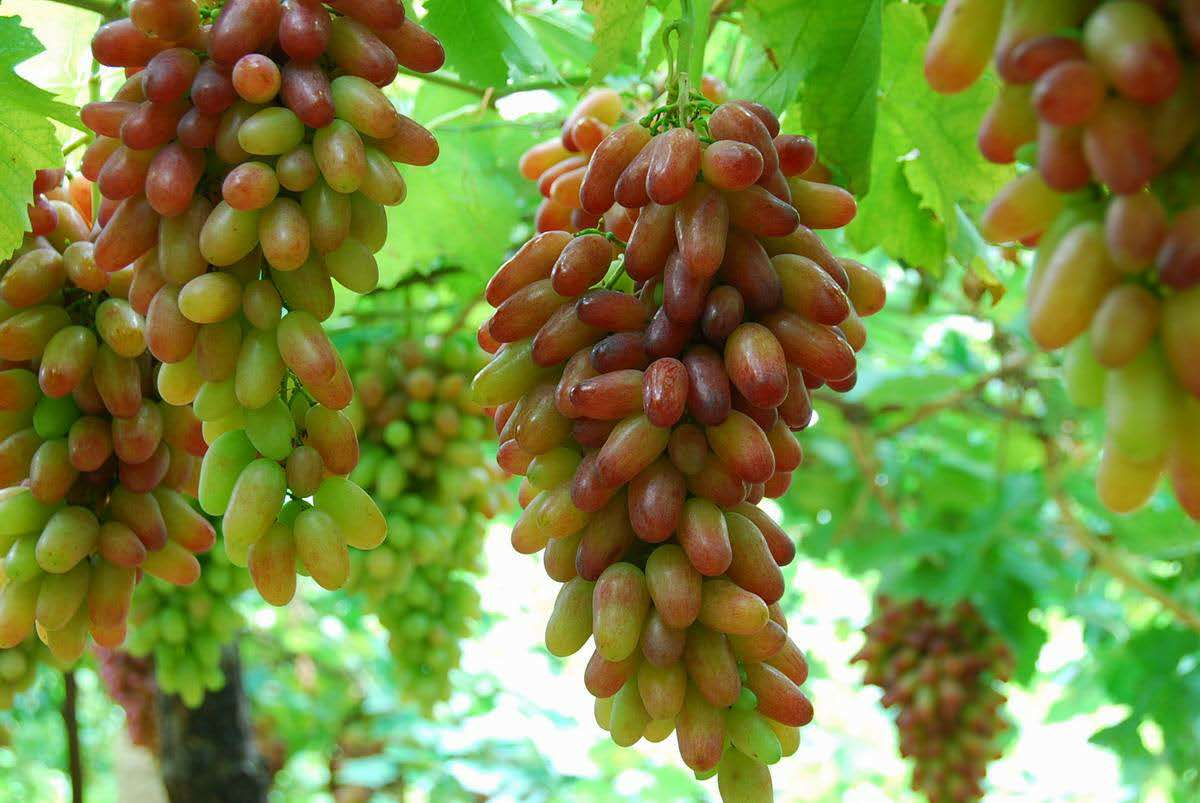 新疆怎么分东疆南疆北疆西疆,南疆北疆包括哪些地方