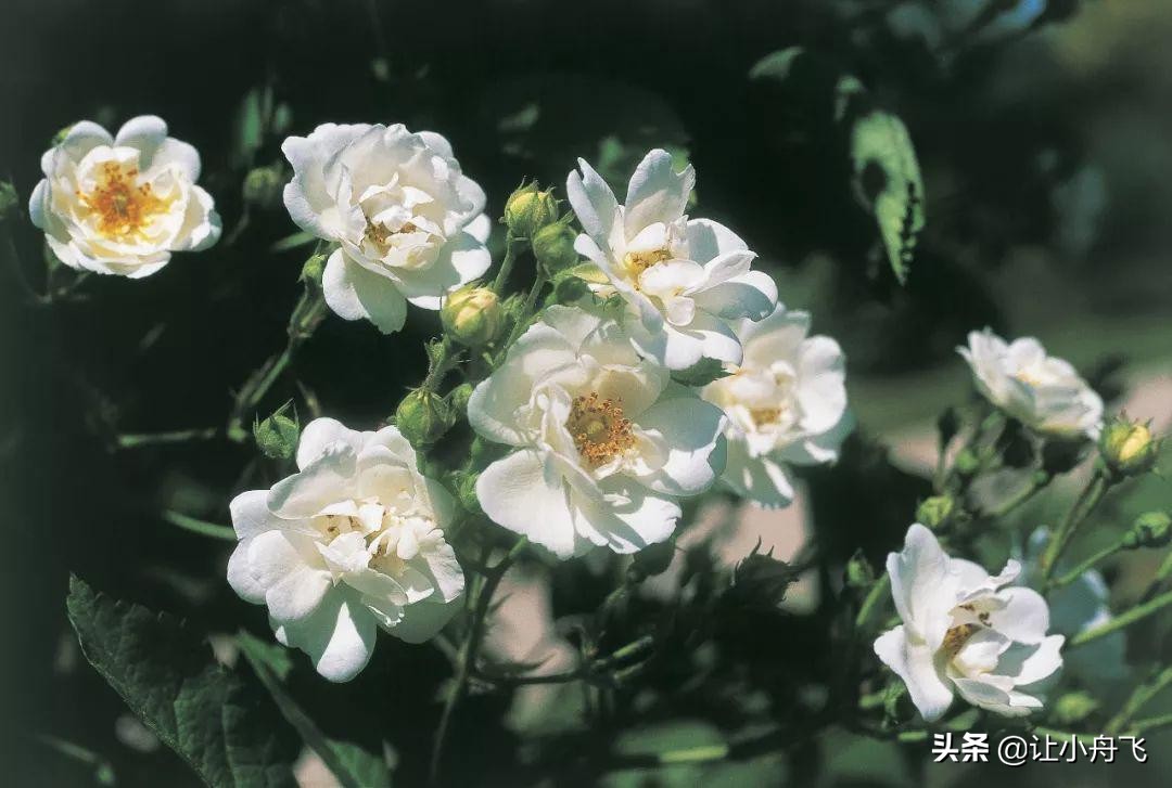 小满未满小得盈满,小满知足盈满常乐