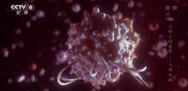 人体科普bbc,bbc人体科学