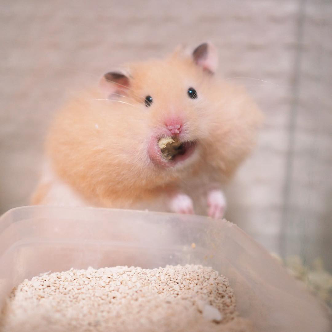 仓鼠挑食食欲不振给它吃什么,仓鼠挑食几招能让仓鼠乖乖吃饭