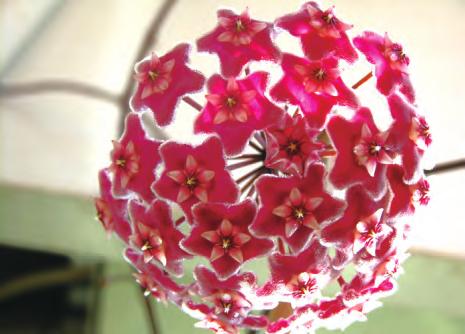 球兰花卉培养,球兰的种子繁殖方法