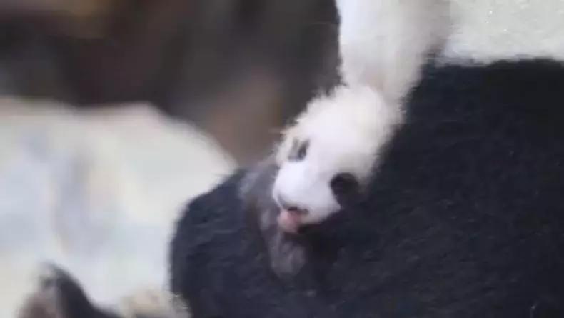 大熊猫隆仔出场,隆仔大熊猫最新消息