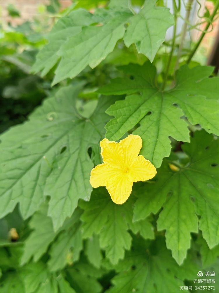 散文:黄黄的瓜花儿