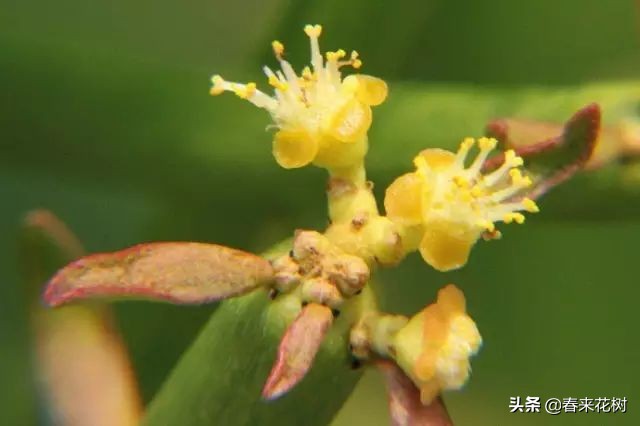 光棍树养殖方法,招财光棍树怎么样扦插