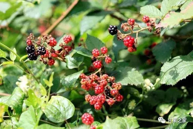 自家果园树移栽合法吗,果园果树混栽