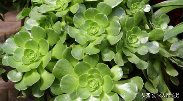 玉龙观音多肉植物品种大全,玉龙观音多肉怎么长得快