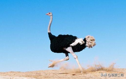 顶呱呱知识科普,顶呱呱科普小知识动画