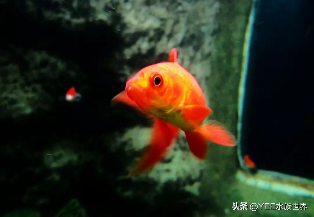 养鱼要不要一步到位,养鱼都需要哪几步