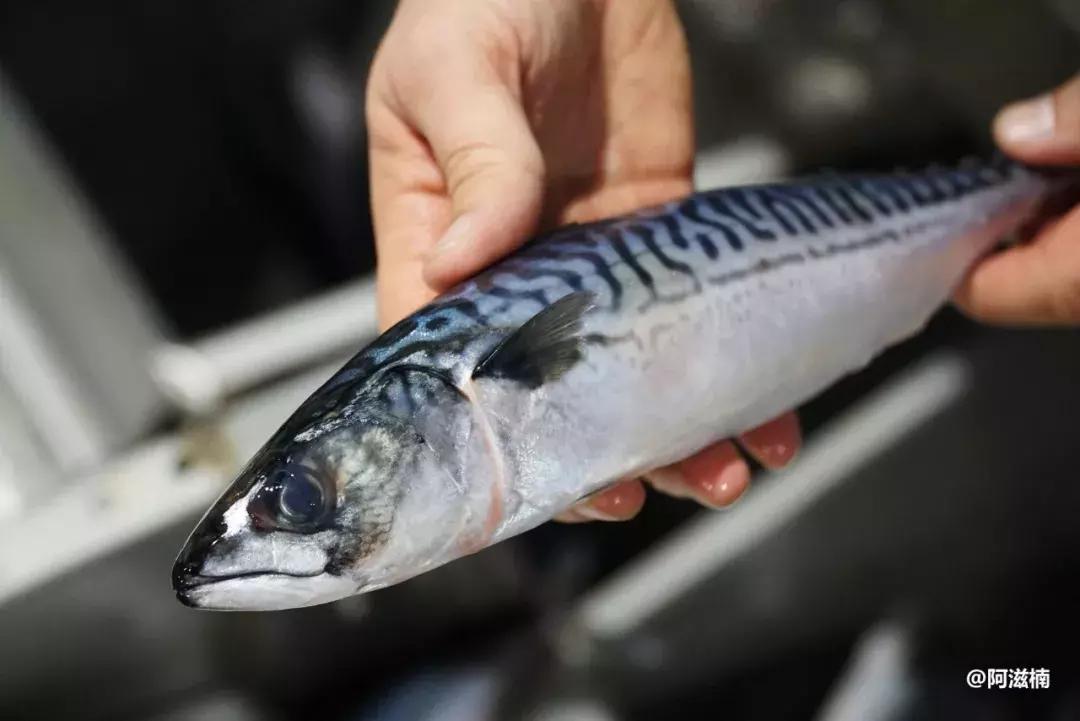 为了吃最贵的鱼你们会驱车多远,世界上最难吃的鱼青花鱼
