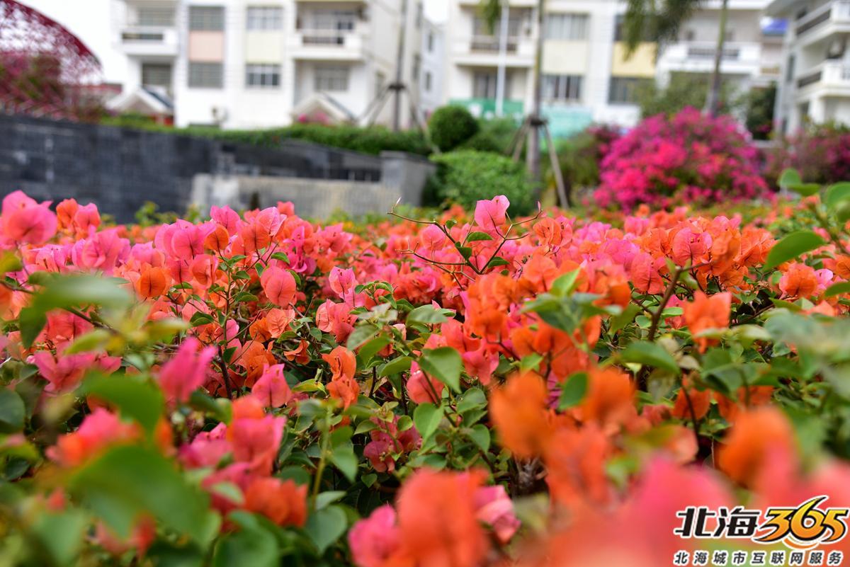 「多图」春天来了!北海街头的三角梅、黄花风铃开得好艳