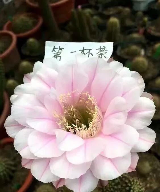 100种仙人球花图片,100种仙人球的品种视频