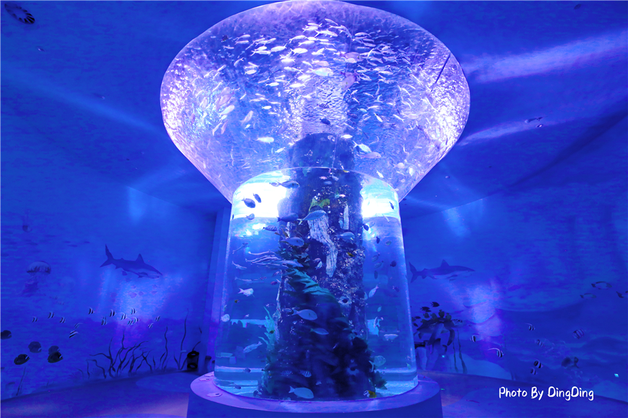 迪士尼能走多远,迪士尼乐园有多远