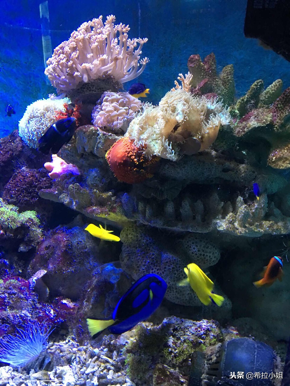 鼓浪屿最美打卡,鼓浪屿最美岛屿图片