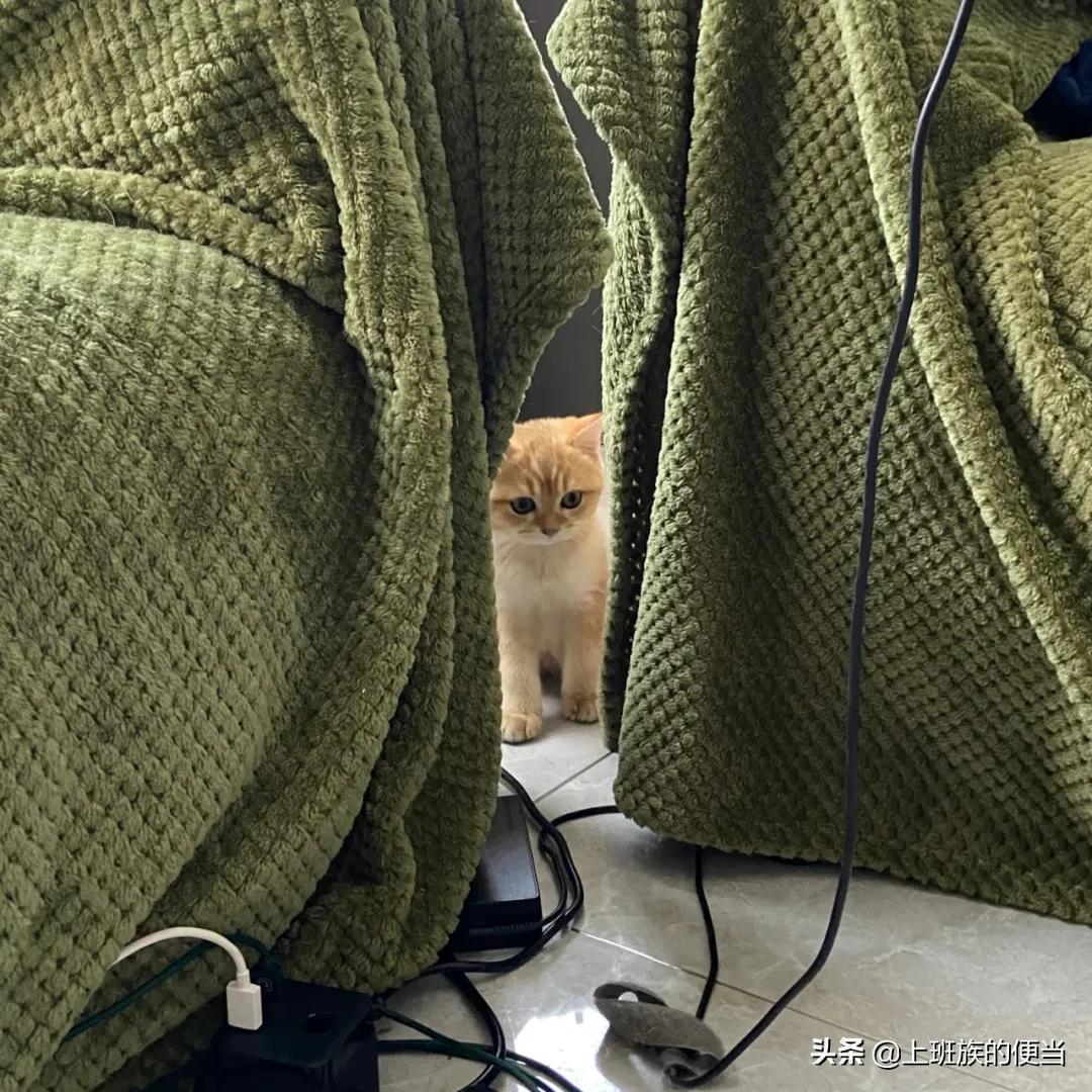 硬的宽粉应该怎么做很好吃,宽粉最好吃的做法和配方