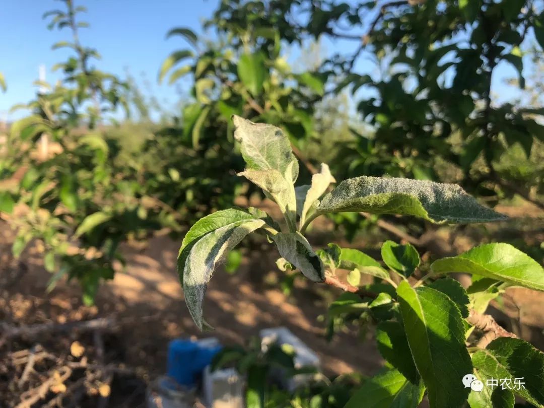 最新果园病虫害排行,果树白叶病如何防治