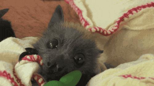 老鼠可以玩什么,老鼠可以玩杂技么