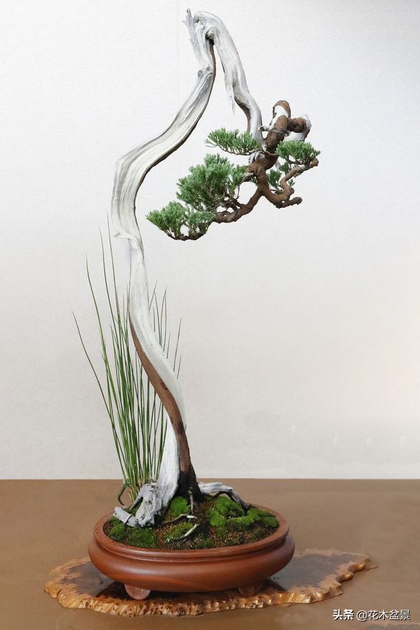 文人树盆景，宣泄一种情绪，吐露一种幽愤